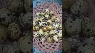 Manfaat telur puyuh rebus