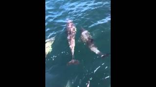 Dolphins while whale watching in Dana Point, CA