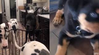 Dogs of TikTok