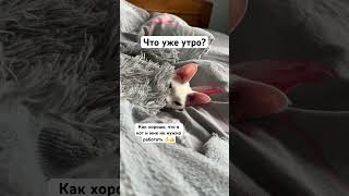 Идеальная жизнь кота #shorts