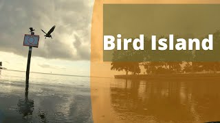 Bird Sanctuary Saint Pete Floridia