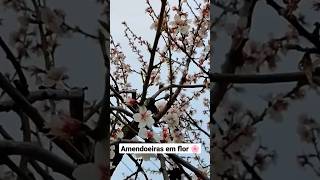 Amendoeiras em flor no Norte de Portugal 🌸 #primavera