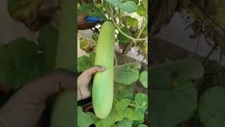 bottle gourd || dudhi Bhopal #viral #trending #reels #farm #youtube #agricultural #status #shorts