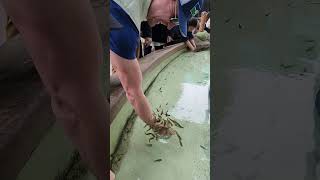 attacked by fish