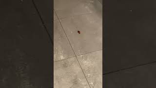 Are cockroaches common in Sydney?#shorts