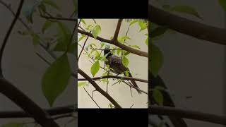 Red vented Bulbul sitting on Bael! 🌿  Isako NAHI dekha to Kya dekha 😃🐦🐦‍⬛