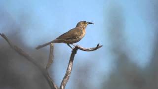 Curve-billed_Thrasher.mp4