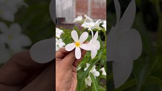 Champa Plant Care #champa #flowers #gardening #youtube