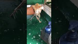 kucing lucu, mico. lagi mandi