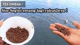 SETELAH DI TES SEBAR PELET TERNYATA IKANNYA BANYAK