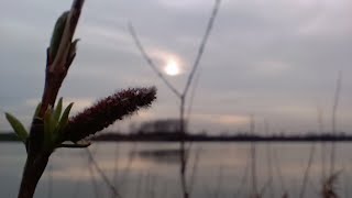 Bobrowniki Wielkie (PZW, no kill, "za wałem"), czas start i falstart :), a pod woda zielono :)