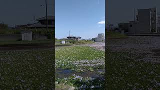 香川県の池に謎の花が咲き乱れていました！