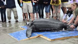 Rare and Endangered 475-pound Leatherback Sea Turtle Returns to the Wild