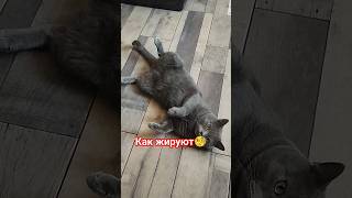 как жируют#марсик #cat #catlover #кот #cats #смешныекоты #юмор