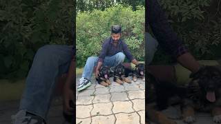 #germanshepherdpuppy #germanshepherdlonghair #shortsvideo #shorts #short