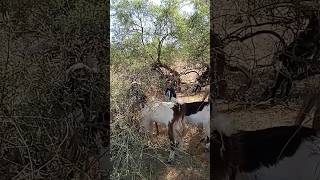 🐐🐐Beautiful 👍goat 🐐eats in Thar🐐🐐