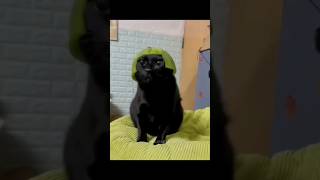 Funny Animals 2023 😂 - Funniest Cats and Dogs video 🐱 🐶 #shorts