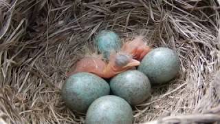 Птенцы дрозда-белобровика (Turdus iliacus) в гнезде