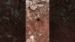 Female cricket is attacked by bullet ants #shorts