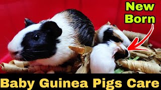 How to take care of New Born Guinea Pigs and their Mother? || All About Pets (Hindi)