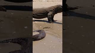 Seconds and seconds the Komodo dragon approaches