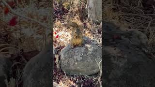 Just Another Squirrel Video | Eating Yum Yum Yum @YTVerseChannel