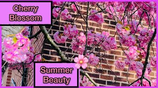 Summer Beauty || Lovely flowers || Blossom Tree || #shorts#Youtubeshorts