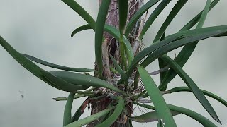 Orchid Mounting | Fast growing methods for Orchids