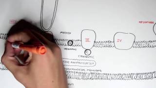 Biochemistry-Human Metabolism Map II   Cellular Respiration