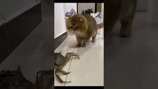 Cat and crab 🦀🐈 #shorts #catlover #fun