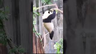 Panda kocak #shortvideo #yearofyou #shorts #panda