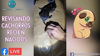 Revisando cachorros recién nacidos | Crianza