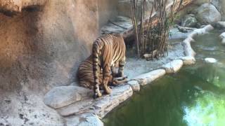 San Diego Zoo Tiger Brothers