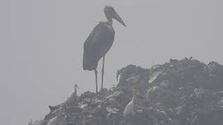 Greater Adjutant, Guwahati dumping ground, March 2024