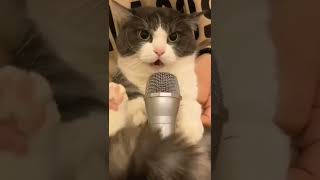 #funny #funnyvideo #funnyshorts #cat #cats #catlover #shorts #shortsvideo #video #catvideos #comedy