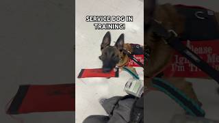 HAVE QUESTIONS? COMMENT! #servicedog #viral #fyp #trending #song #malinois #k9 #wow #work #views