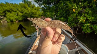 THROWING LIVE SHRIMP FROM MY GHEENOE! (So Easy)