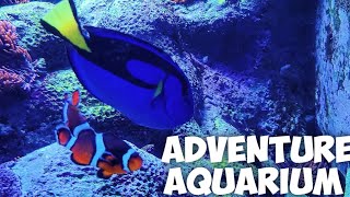 Adventure Aquarium, New Jersey | # Travel Vlog #008