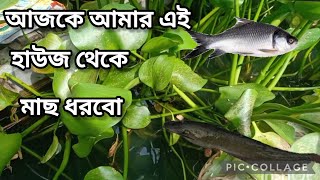 আমার হাউস থেকে মাছ ধরলাম. হাউজে মাছ চাষ পদ্ধতি