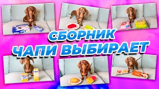 ЧАПИ ВЫБИРАЕТ II СБОРНИК часть 1