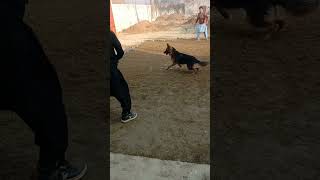 #shorts! German shepherd playing badminton with us