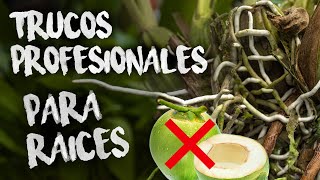 "Secreto" profesional para hacer que sus orquídeas produzcan raices | Finca Dracula