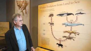 Richard Dawkins: Show Me the Intermediate Fossils! - Nebraska Vignettes #1