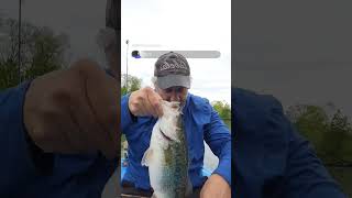 Nice bass on a crappie rig