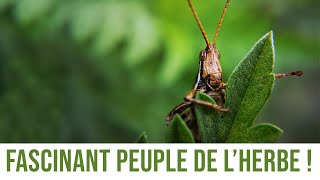 Visioconférence - Fascinant peuple de l'herbe !