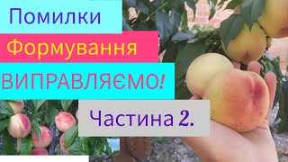 Виправляємо помилки формування ПЕРСИКА. Частина 2. Збираємо врожай і обрізаємо!