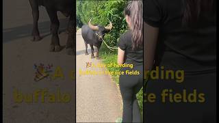 A day of herding buffalo in the rice fields