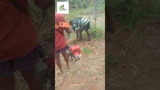 Day20(information) ಕಡಿಮೆ ಖರ್ಚಿನಲ್ಲಿ ಹೊಲ ಕೊಯ್ಯುವುದು harvesting the Ragi field in low cost👍👍👍