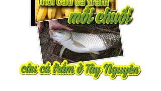 Câu cá trắm cỏ ở Tây Nguyên, mồi câu đơn giản