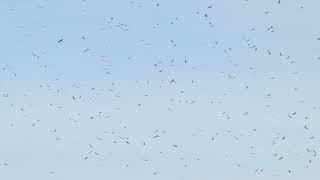 A group of mainly Swainsons Hawks circling above Hotel Bienvenido, Veracruz